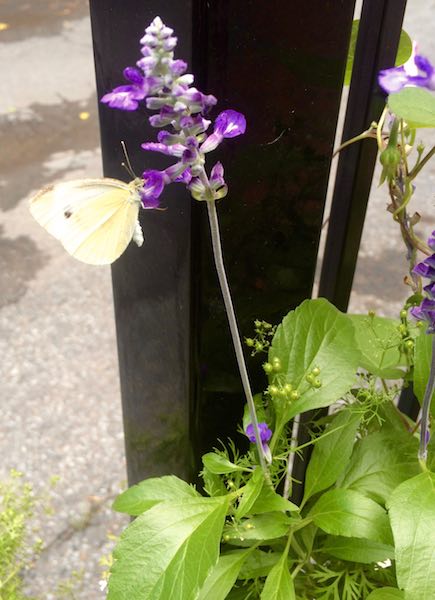 Butterfly on salvia sauge flower
