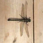 Dragonfly cedar dock – Version 2