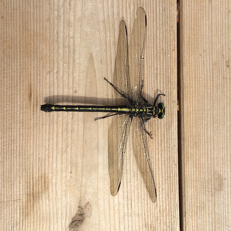Dragonfly cedar dock – Version 2