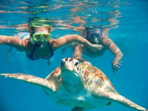 Swimming with turtles in Barbados